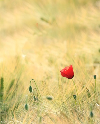 Cartes à fleurs Eden